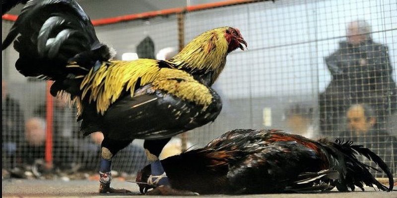 Đặc điểm nổi bật của gà Peru cho các chủ nuôi