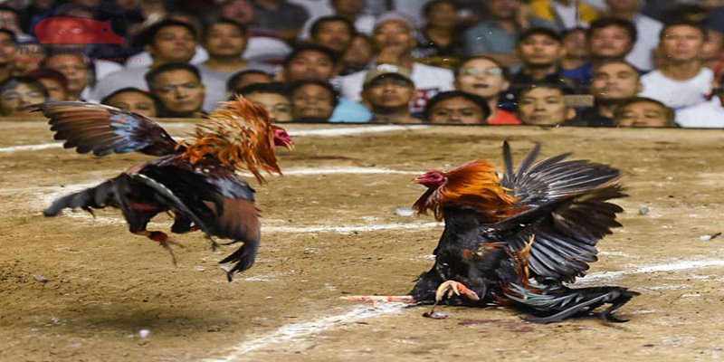 Đá gà Peru là hình thức chọi gà nổi tiếng, hot hit