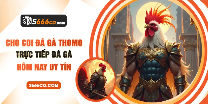 cho coi đá gà thomo